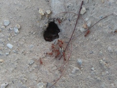 Pogonomyrmex