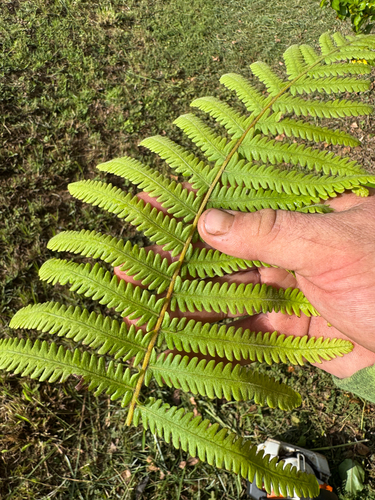 Christella parasitica observed 2026-10-02