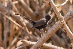 Cercotrichas podobe
