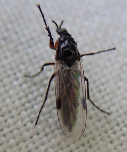 Dilophus femoratus