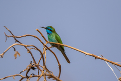 Merops cyanophrys