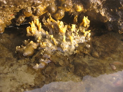 Ciocalypta polymastia