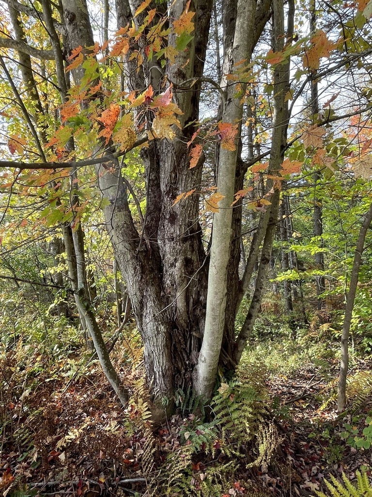 An old red maple in mixed woods, its leaves going orange and yellow among others still green.