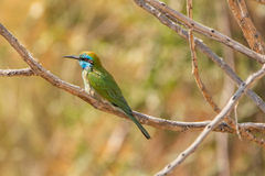 Merops cyanophrys