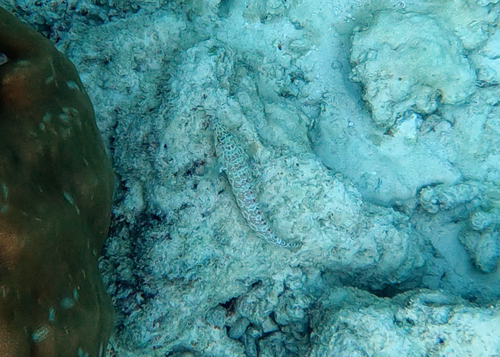 Parapercis millepunctata observed 2026-09-17