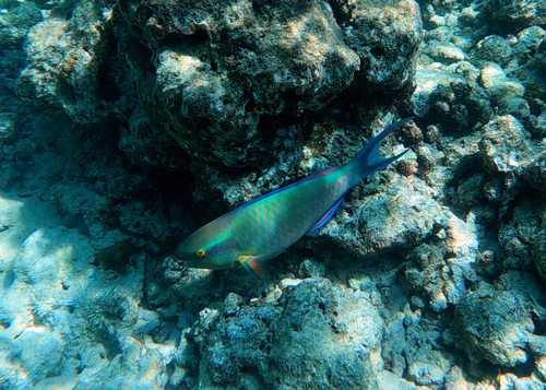 Scarus tricolor observed 2026-09-17