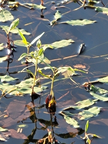 water smartweed