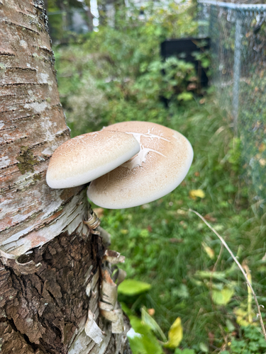 birch polypore