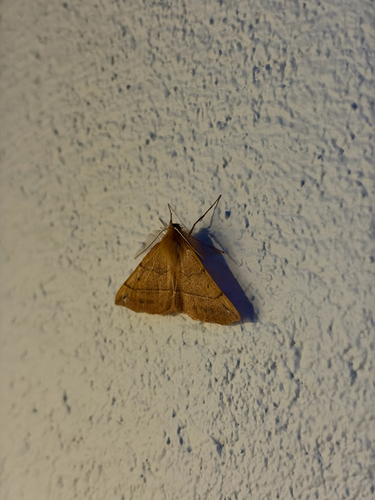 Feathered Thorn