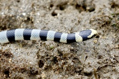 Laticauda colubrina