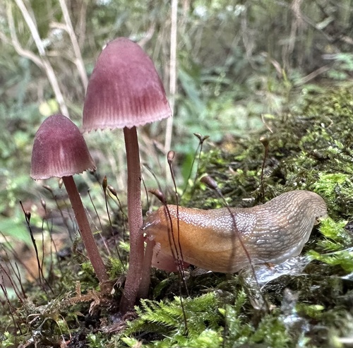 Bleeding Fairy Helmet