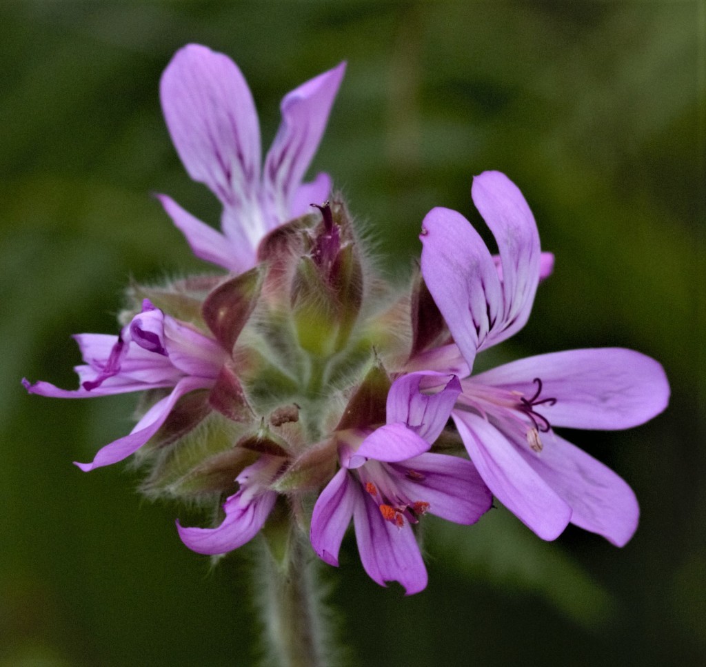 rose-scented geranium from Sydney NSW, Australia on May 23, 2020 at 10: ...