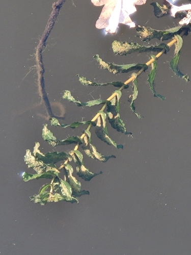 Perfoliate Pondweed