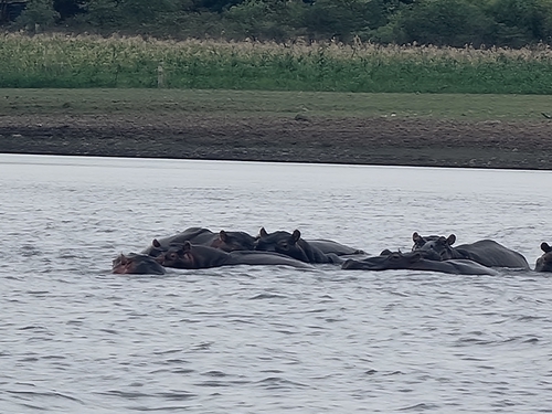 Common Hippopotamus