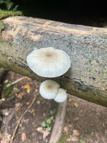 porcelain mushroom