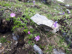 Primula minima