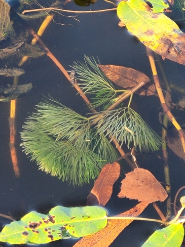 Carolina Fanwort