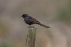 Cercotrichas podobe