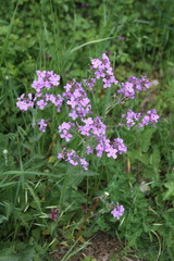 Hesperis pycnotricha