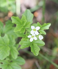 Cardamine amara