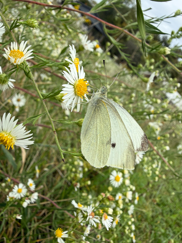 Small White