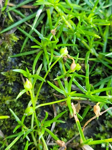 Procumbent Pearlwort