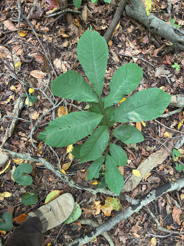 common pawpaw