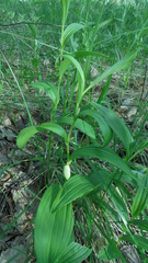 Polygonatum humile