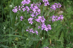 Hesperis pycnotricha
