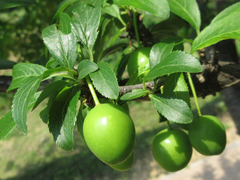 Prunus salicina