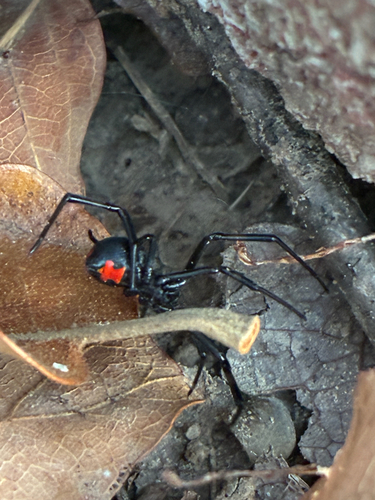 Southern Black Widow