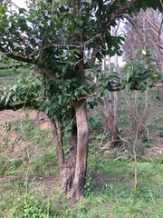 Ehretia acuminata