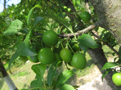 Prunus salicina