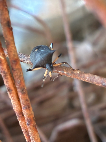Black Stink Bug