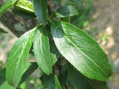Prunus salicina
