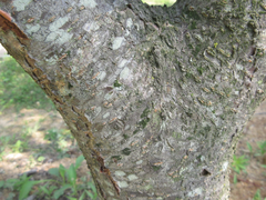 Prunus salicina