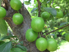 Prunus salicina