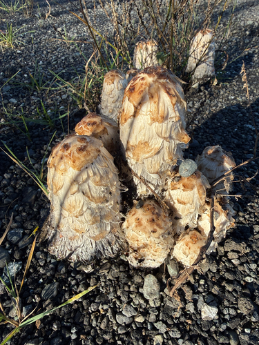 Shaggy Mane