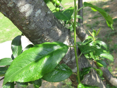 Prunus salicina