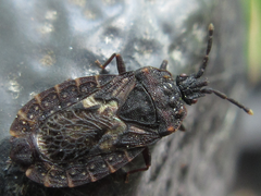 Neuroctenus castaneus