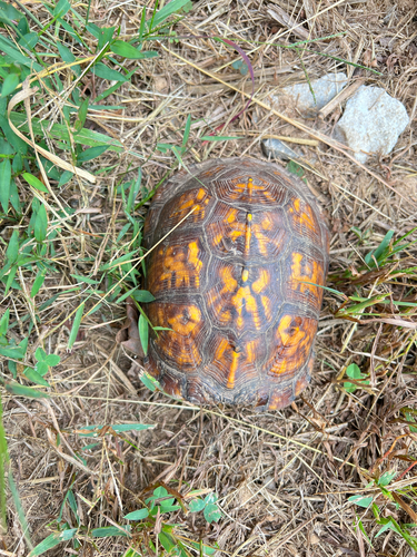 Common Box Turtle