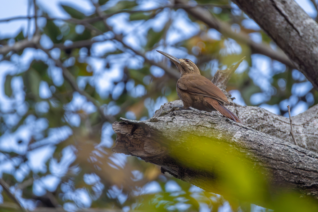 Moustached Woodcreeper
