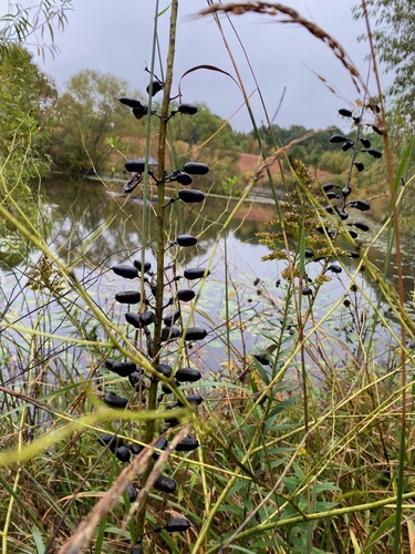 prairie false indigo