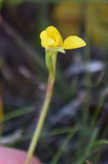 Diuris chryseopsis