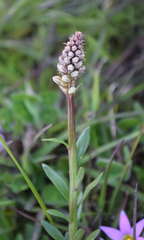 Stackhousia subterranea