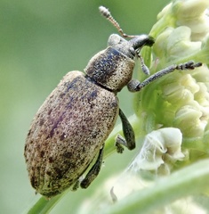 Hypera conmaculata