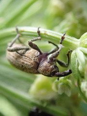 Hypera conmaculata