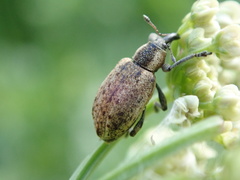 Hypera conmaculata