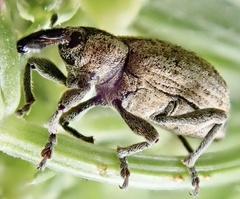 Hypera conmaculata