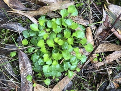 Viola cleistogamoides